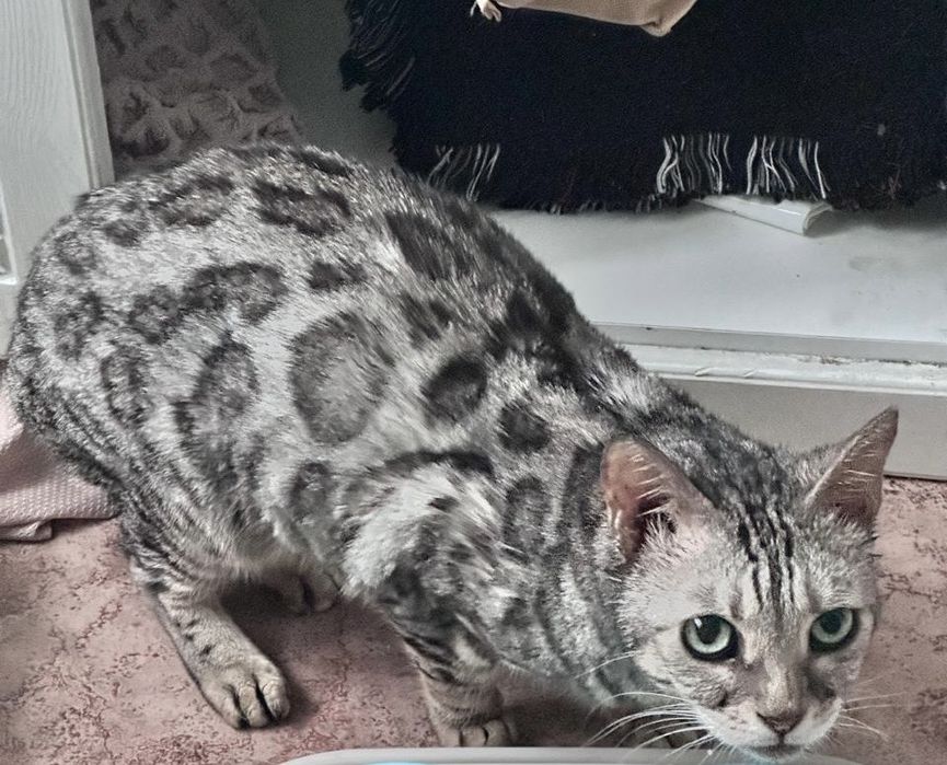 Продам кошку бенгальская