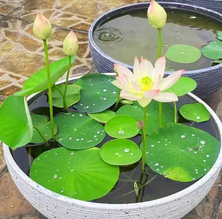 Seminte de lotus culoare mixta alb , bordo , pink