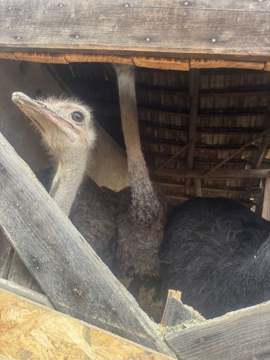 Vand  2 familii de struti