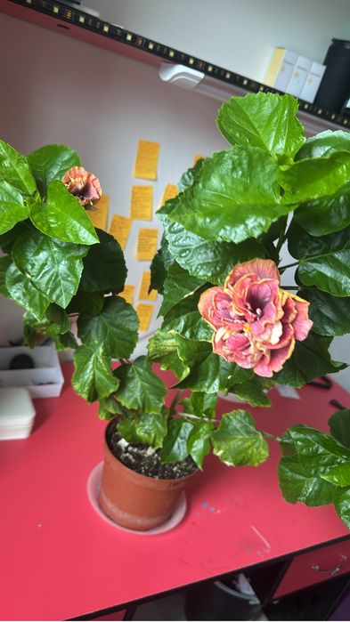 Продам сортовой гибискус