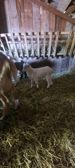 Capra de un an cu un ied (mascul)