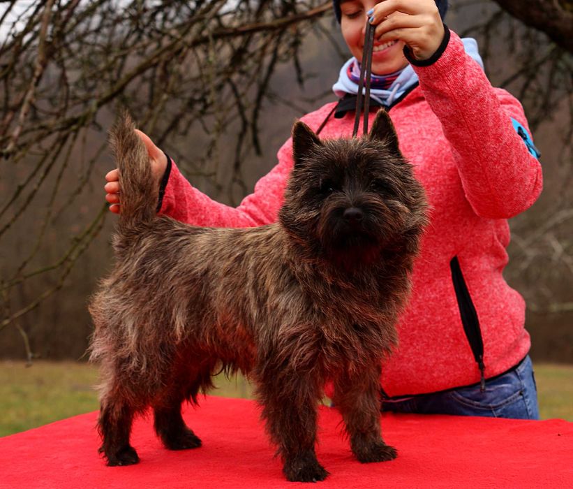 Cairn terrier baietel