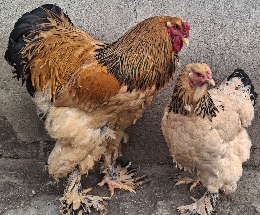 Vând pereche brahma Columbia pe negru 2025