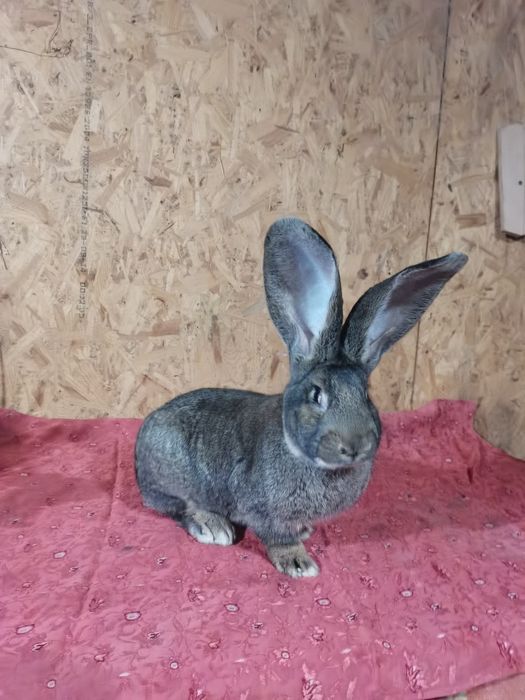 Mascul urias german gri