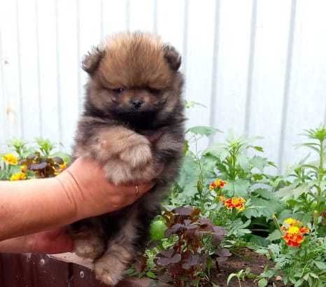 Продаются щенки шпица