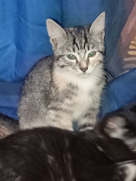 Отдам хороших котят в добрые руки