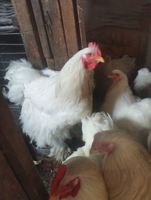 Куры породы Коханхин