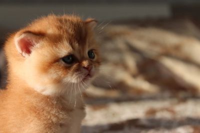 Британский Шиншилла  nu 11, 12 мальчик и девочка.