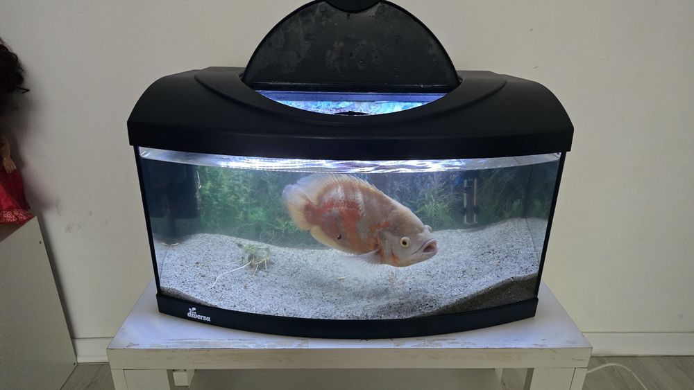 Acvariu 60l diversa curbat
