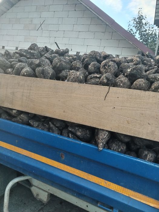 Sfecla de zahăr de vânzare