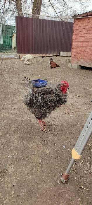 Инкубационные яйца