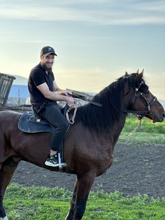 Продам жеребца тяж с амереканцом 7 лет