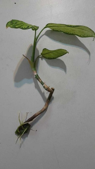 Дифффенбахия, обмен.