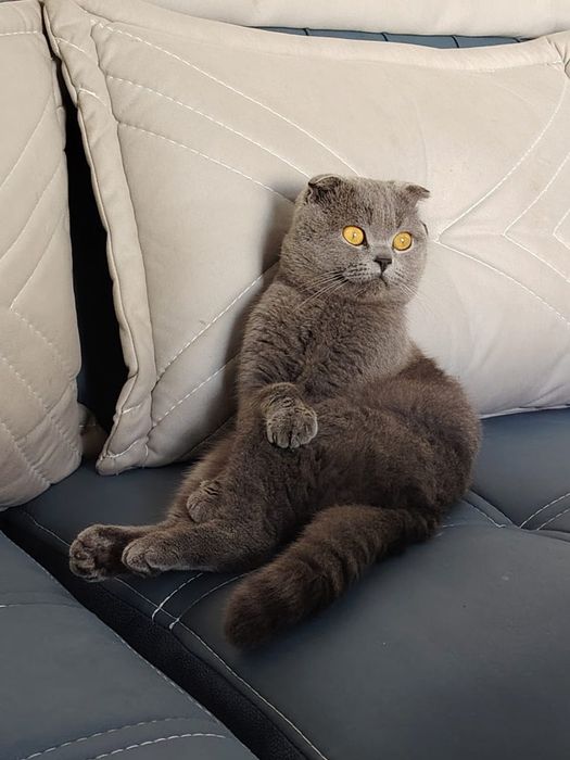 Skotish ful sotiladi