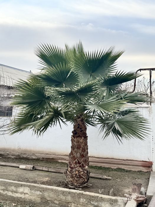 Palma manzarali daraxti