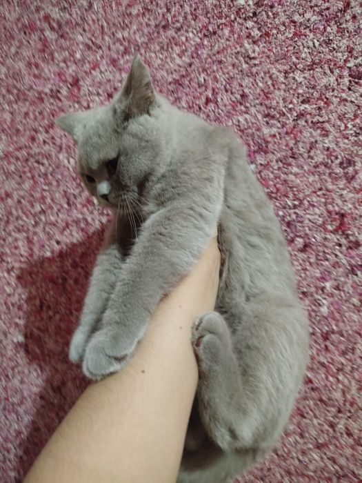 Скоттиш фолд,страйт