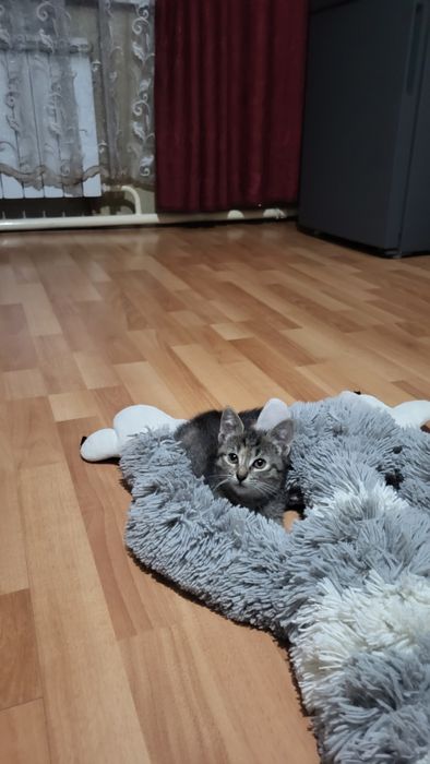 Отдам котёнка девочка!