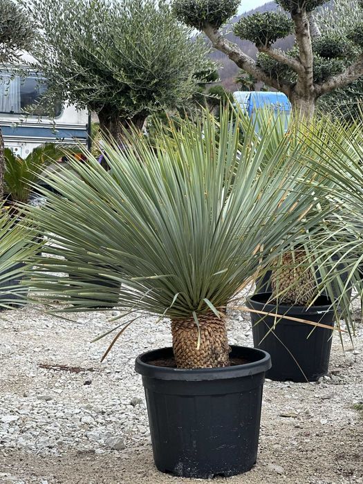 Plante Verzi Rezistente pentru Spații Private