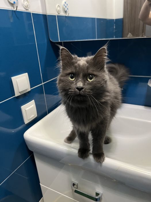 Отдам кота в добрые руки