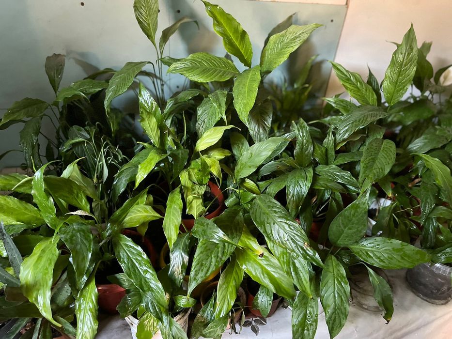 Комнатные растения