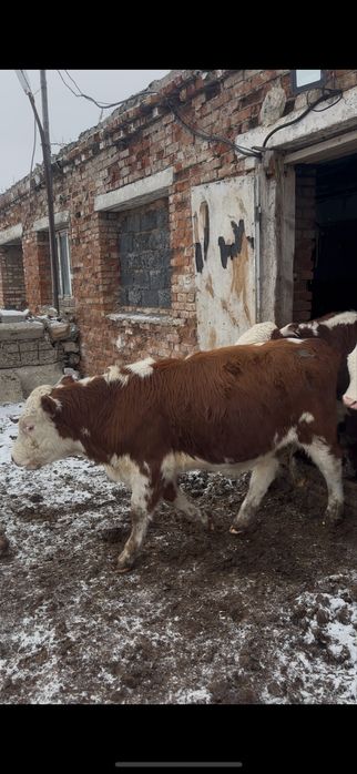 Патсостар сатылады