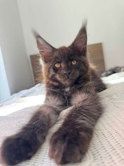 Котенца Мейн Кун