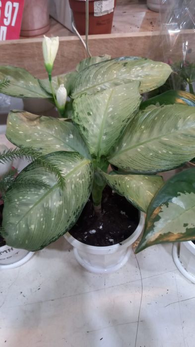 Продам комнатные растения