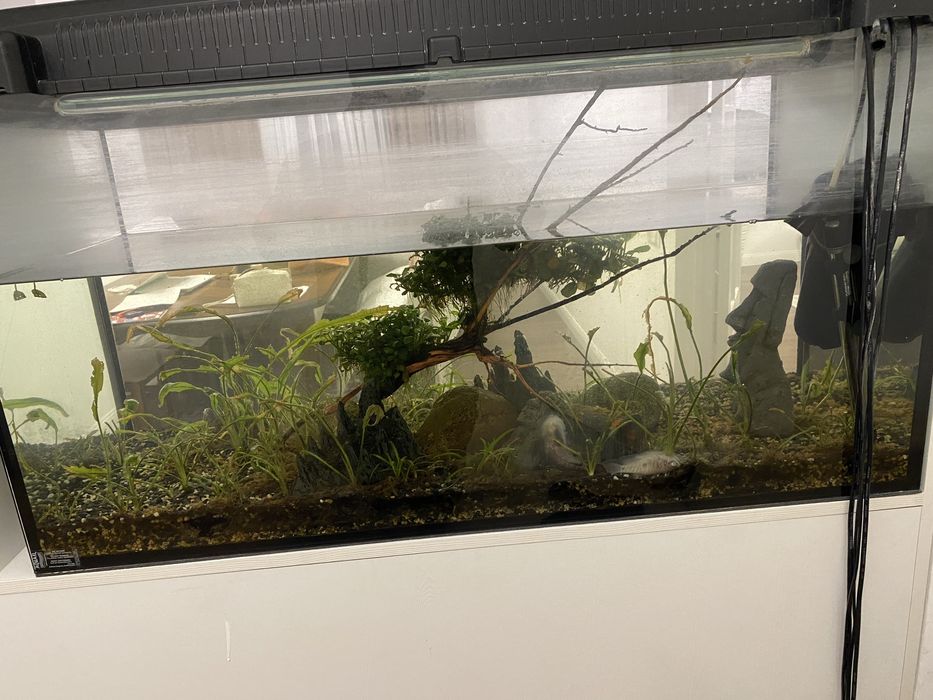 Аквариумистика.Аквариум Алматы.