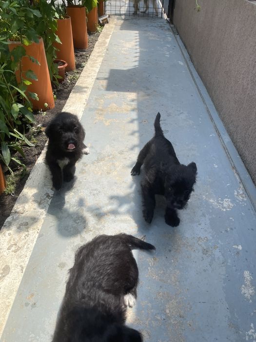 Domez catei negri cu mamica