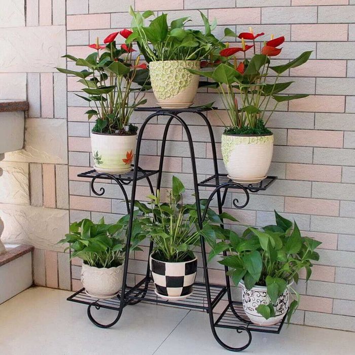 Розы саженцы с питомника