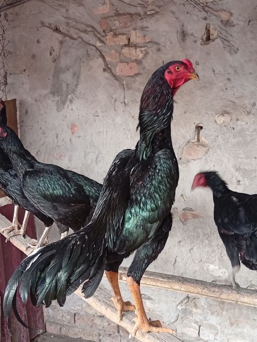 Тухум сотилади.. жожалар бор.