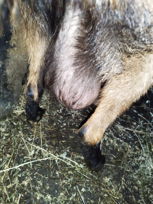 Vand 2capre,           !