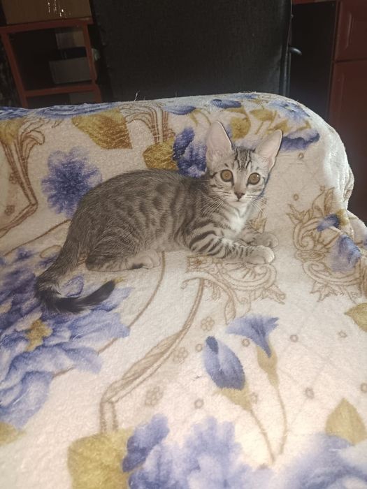 Бенгальские котята