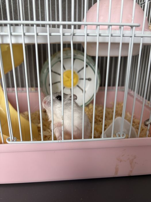 Продам хомяка с клеткой . 12 тысяч