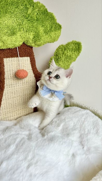 Fetita British Shorthair Chinchilla Silver - Certificat pedigree