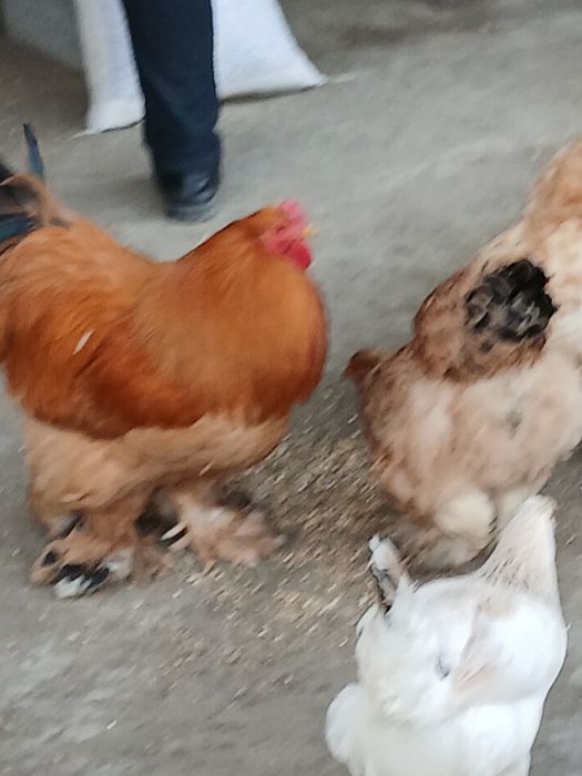 Burama tovuqlar samarqanda