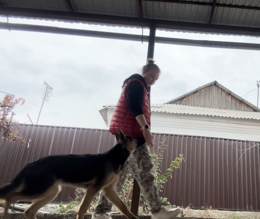 Предоставляю услуги хендлера/кинолога