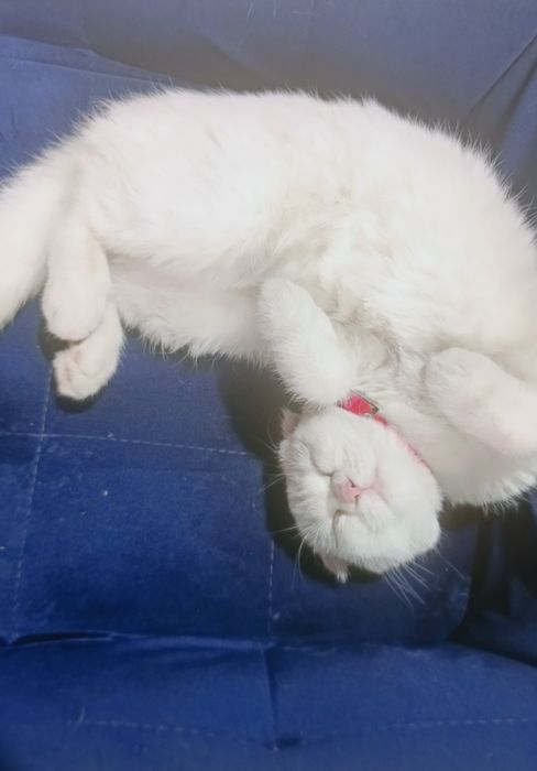 Продается кошечка 7 месяцев