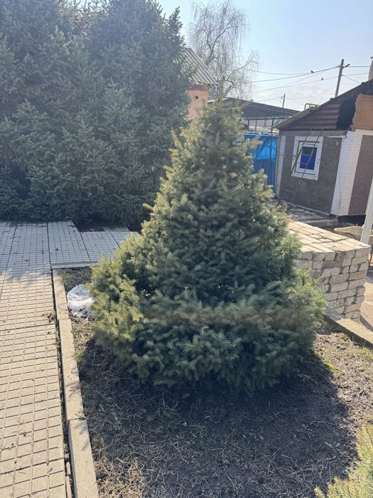 Продам туи , елки , ели б/у