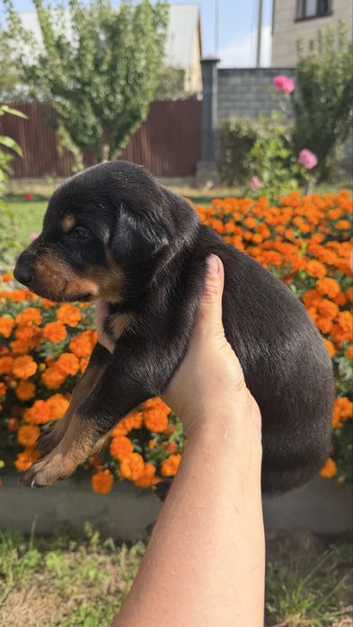 Продажа, щенки Добермана