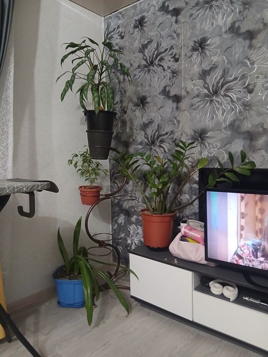 Продам цветы  с подставками