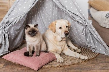 Передержка длительная