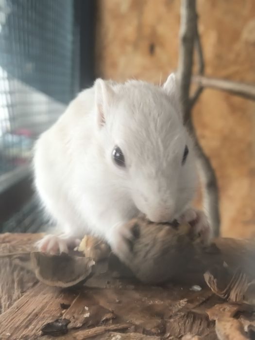 Vând Veveriță Siberiana Mascul