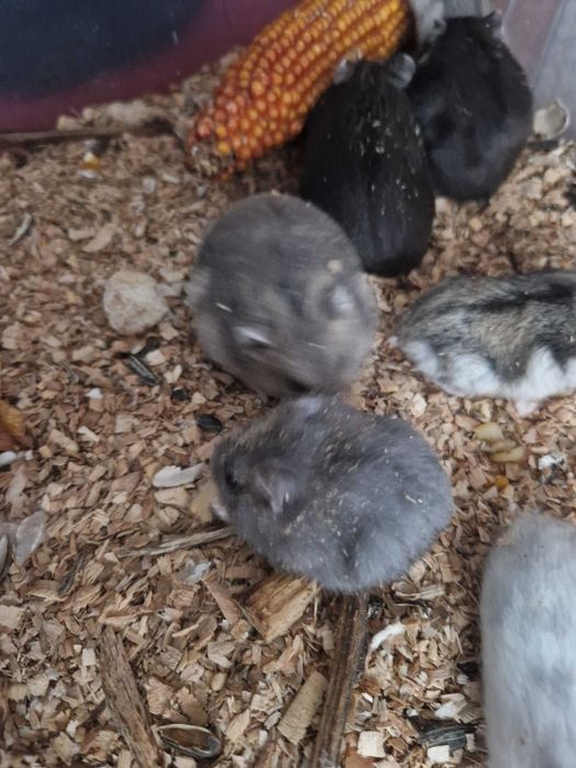 Puiuti de Hamster pitic