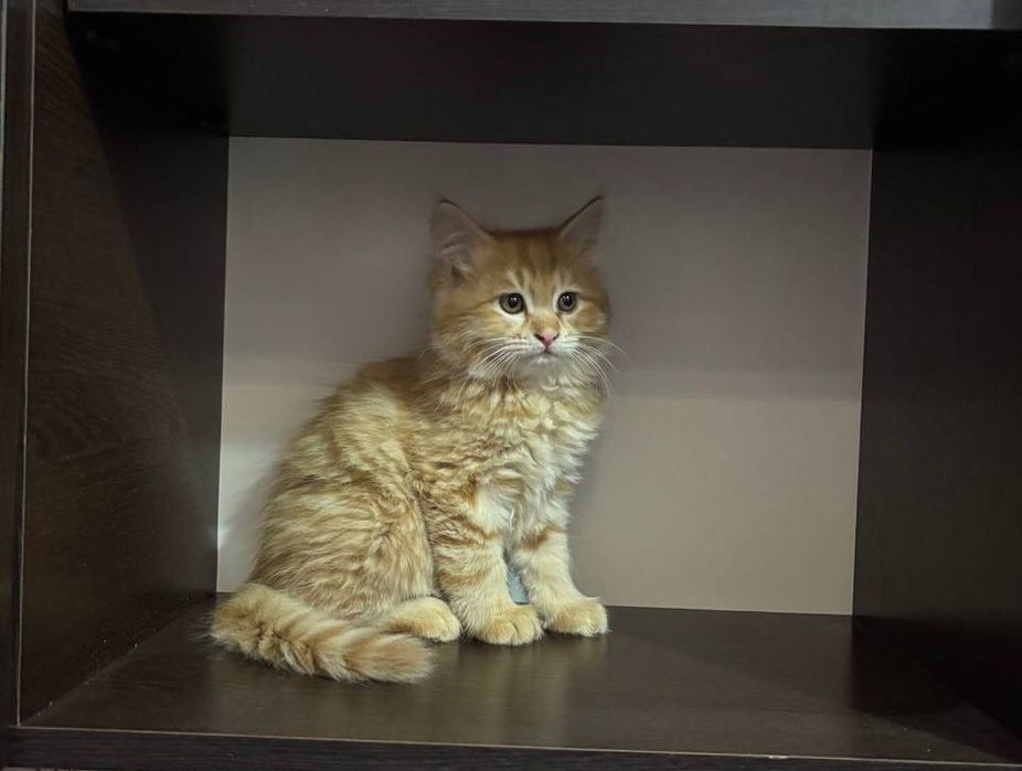 Sariq rangli chiroyli mushukcha – 300 ming