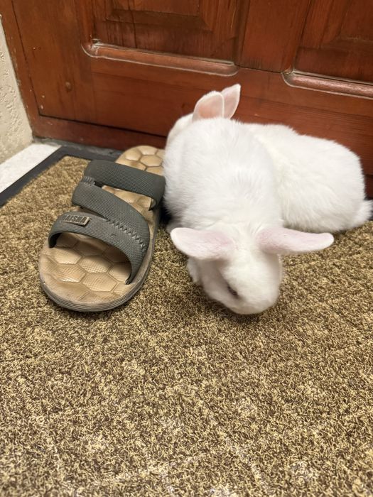 Quyon karlik, қуён карлик, кролик карлик