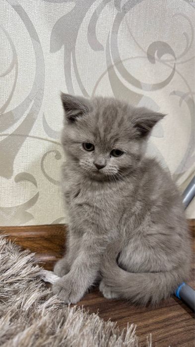 Продаются котята британский скотиш страйт и фолд