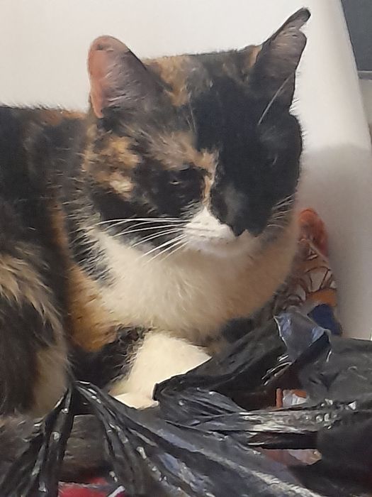 Кошка мышеловка 2 года