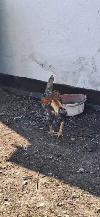 Продам дакана хороший большой