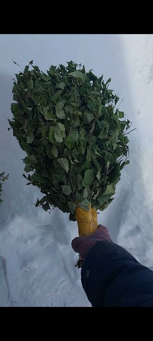 Продам берёзовые веники